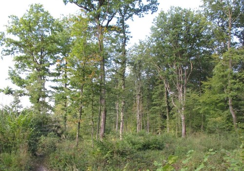 Planification forestière (plans de gestion)