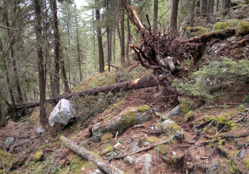 Forêts protectrices