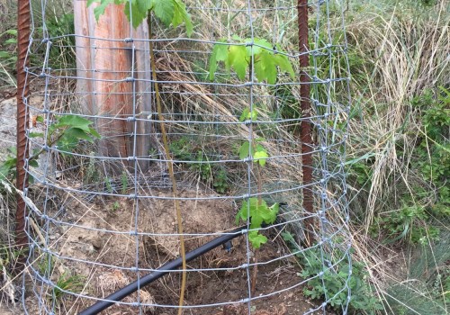 Expertises sur la problématique forêt / gibier