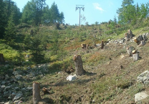 Procédures forestières