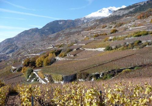 Maintien du vignoble en terrasses